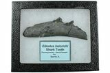 Bizarre Edestus Shark Teeth In Jaw Section - Carboniferous #231948-2